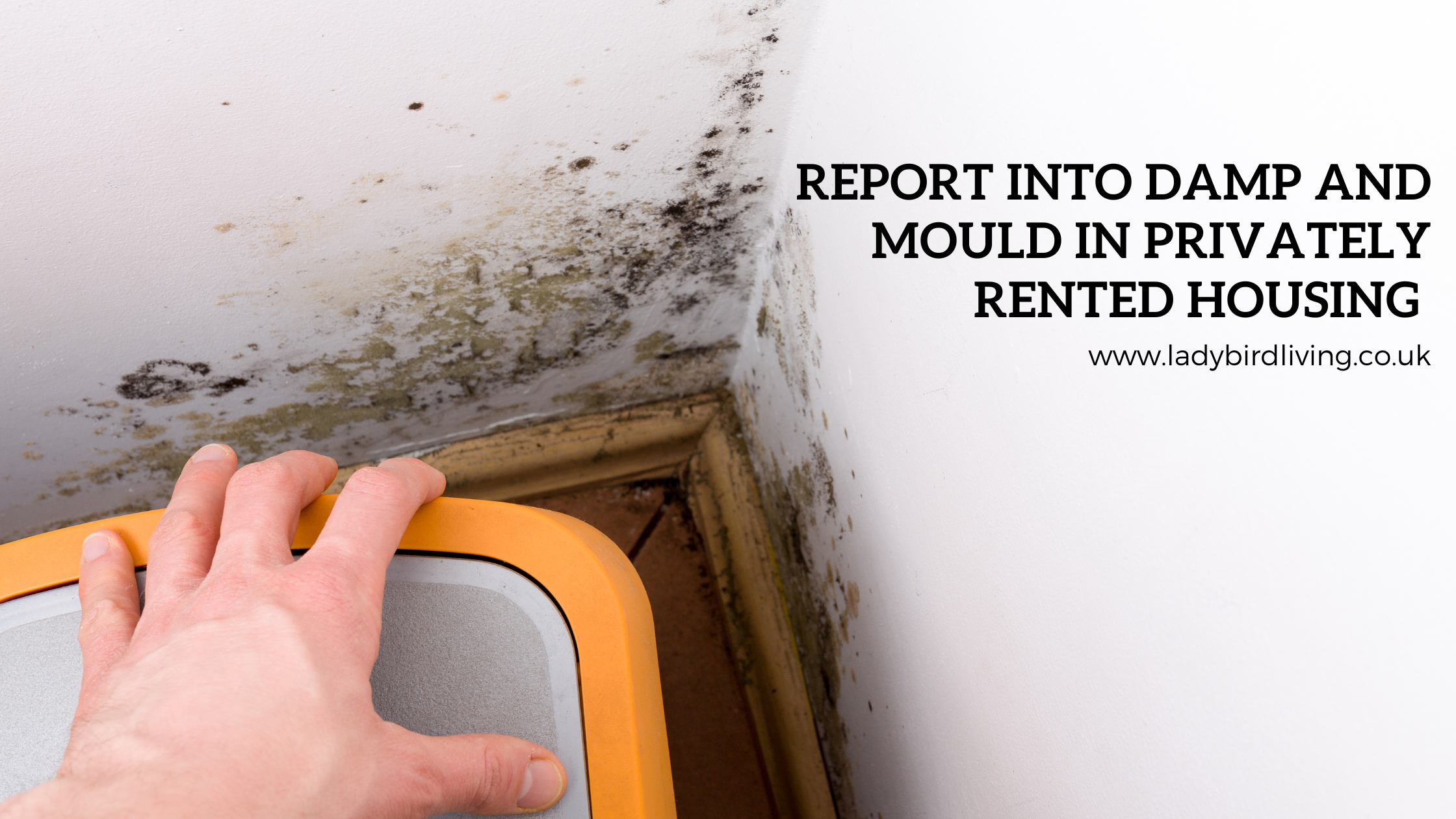 damp and mould