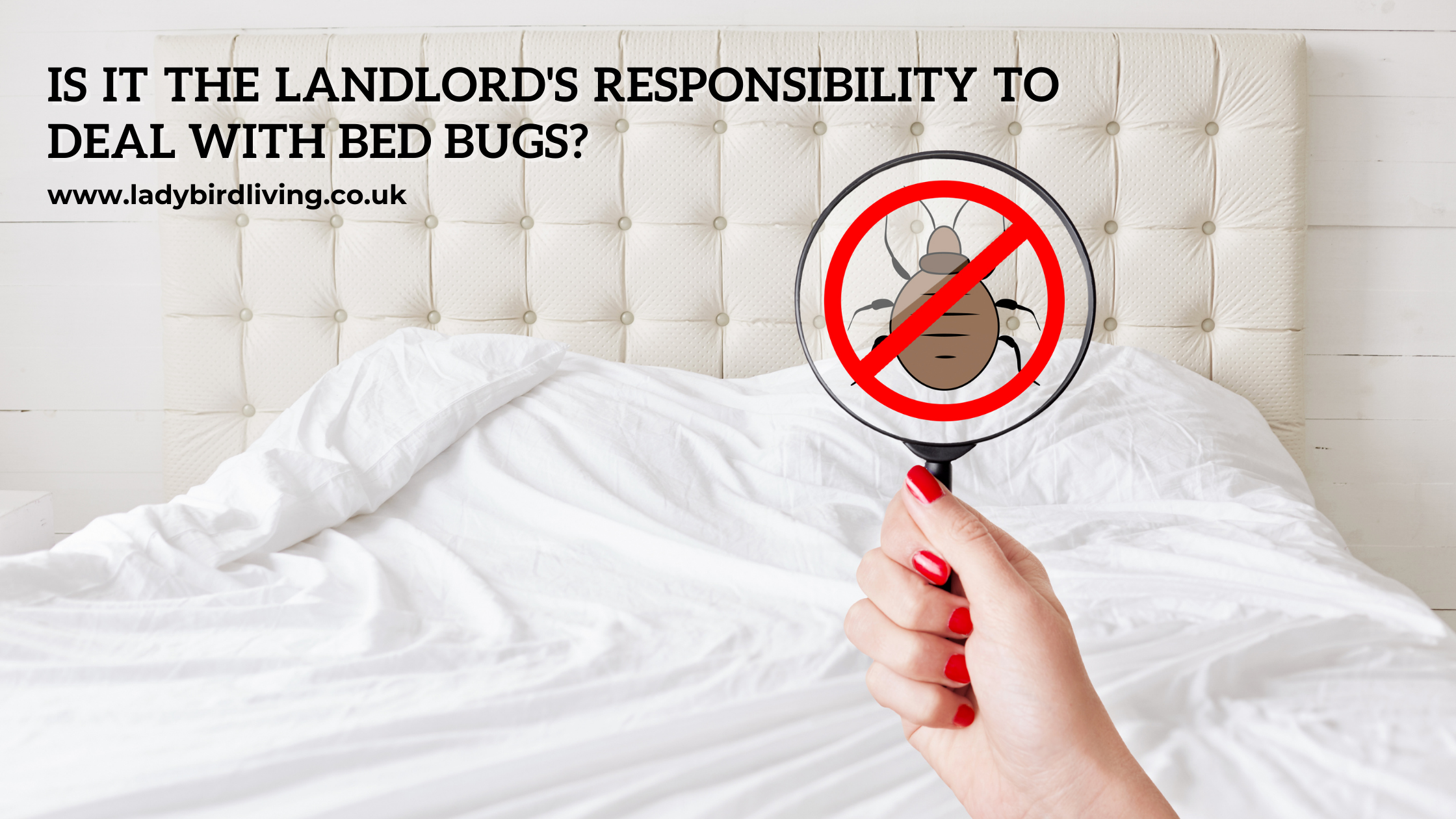bed bugs