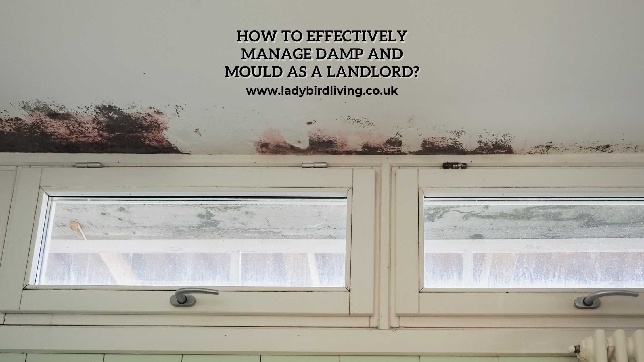damp and mould